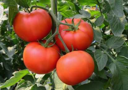 آموزش کاشت گوجه فرنگی گلخانه ای در خانه روش 100% تظمینی کامل
