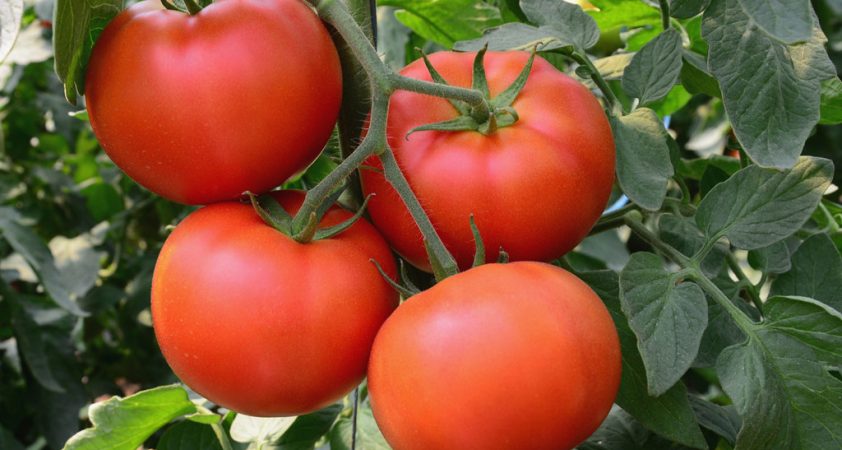 آموزش کاشت گوجه فرنگی گلخانه ای در خانه روش 100% تظمینی کامل