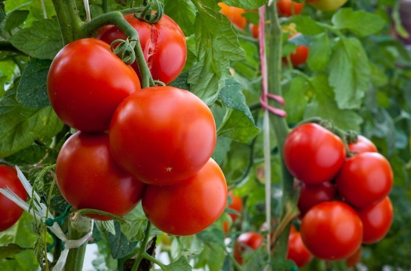 بهترین روش کاشت گوجه فرنگی در خانه 