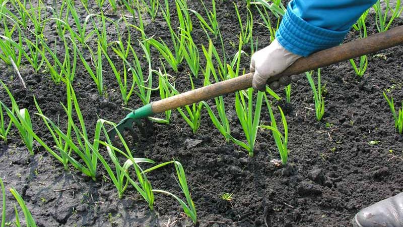 اصول مدیریت تراکم گیاهی در باغ‌ها را یاد بگیر – تراکم انواع  محصولاتت چقدر باید باشه