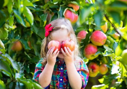 آموزش کاشت و مراقبت از درختان میوه  – 0 تا 100 موارد کاشت درخت رو یاد بگیر