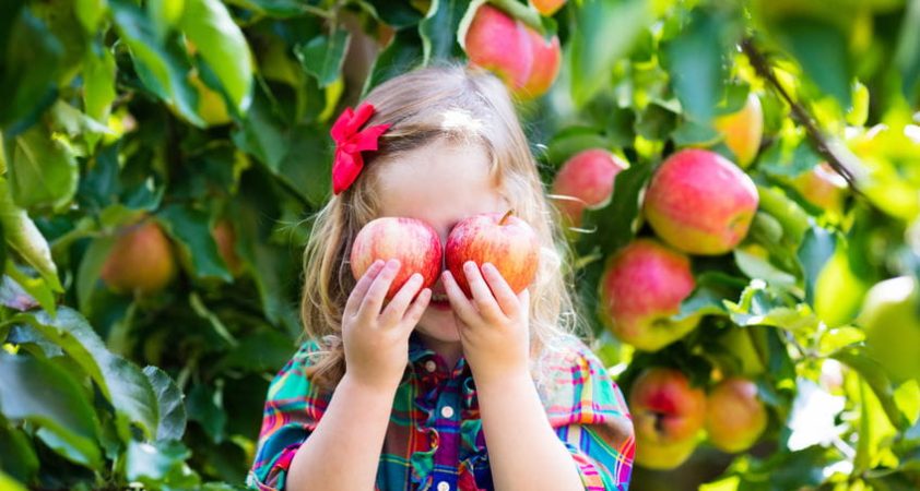 آموزش کاشت و مراقبت از درختان میوه  – 0 تا 100 موارد کاشت درخت رو یاد بگیر