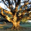 15 درخت با رشد سریع – معرفی به همراه مشخصات و عکس