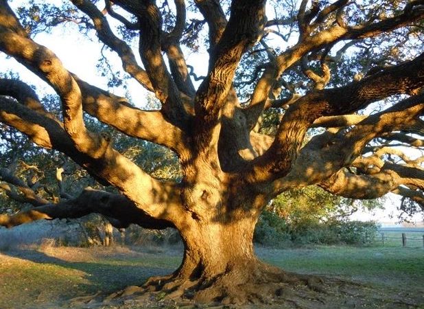 15 درخت با رشد سریع – معرفی به همراه مشخصات و عکس