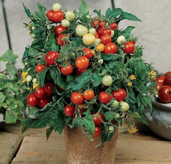 نهال گوجه فرنگی (Solanum lycopersicum)