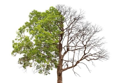 دلایل خشک شدن درخت چیست ؟ راهکار برای جلوگیری