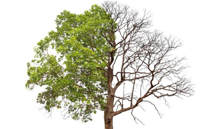دلایل خشک شدن درخت چیست ؟ راهکار برای جلوگیری