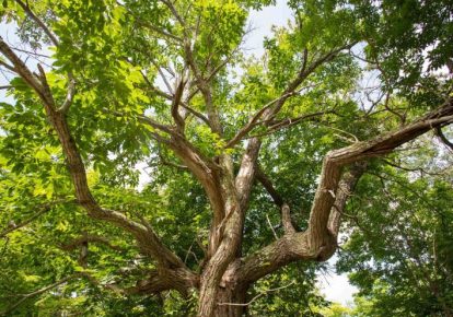 روش‌های افزایش مقاومت درختان در برابر بیماری ها را یاد بگیرید