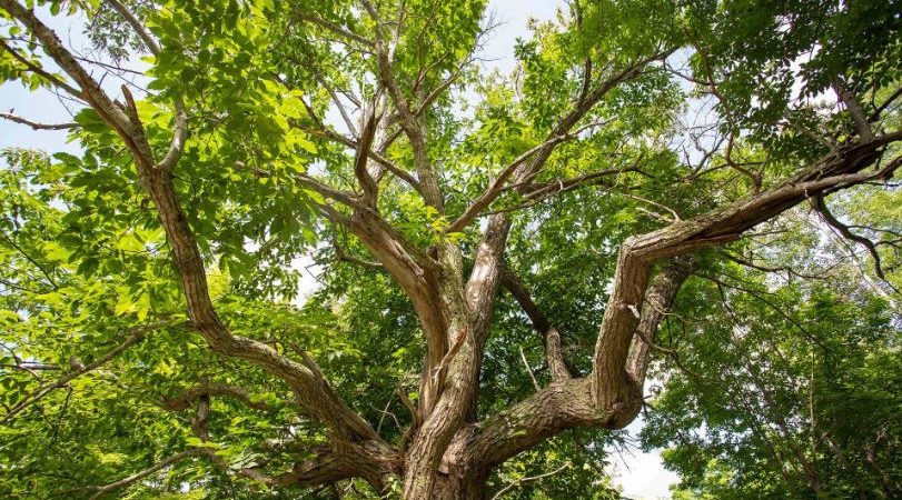 روش‌های افزایش مقاومت درختان در برابر بیماری ها را یاد بگیرید
