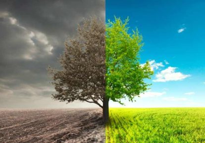 خشک شدن قسمتی از درخت عوامل و راه سریع درمان