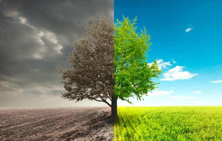 خشک شدن قسمتی از درخت عوامل و راه سریع درمان