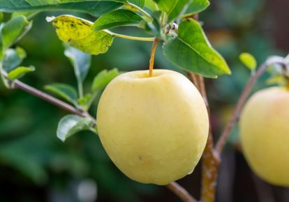 نهال سیب زرد  آموزش کاشت تا برداشت محصول درجه 1