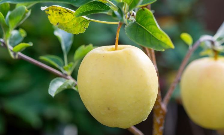 نهال سیب زرد  آموزش کاشت تا برداشت محصول درجه 1