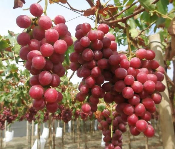 انگور های زود رس در ایران