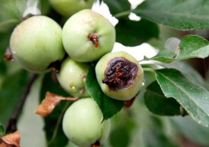 دلایل ریز شدن و بی کیفیت شدن میوه درختان + جلوگیری و درمان