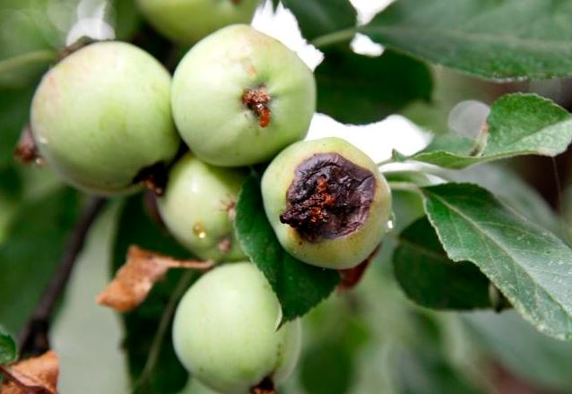 دلایل ریز شدن و بی کیفیت شدن میوه درختان + جلوگیری و درمان
