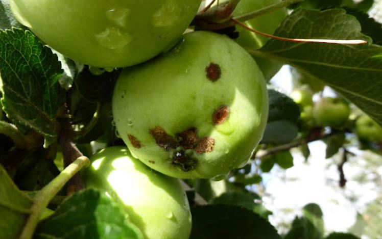 چرا میوه درختمان ریز و بی کیفیت است
