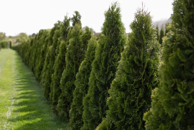 10 درخت برای کاشت دور باغ + مشخصات و تصاویر
