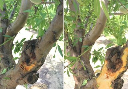 بیماری قارچ در درخت بادام و روش جلو گیری و درمان آن