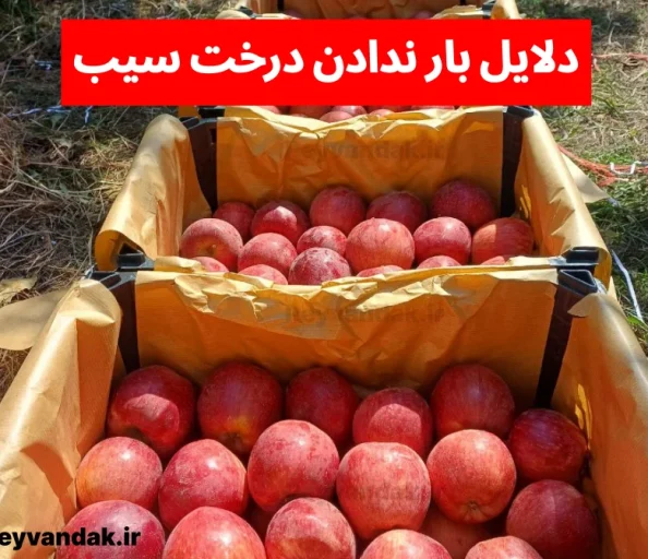 علت میوه ندادن درخت سیب چیست ؟